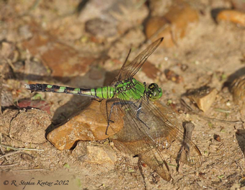 Erythemis simplicicollis, female